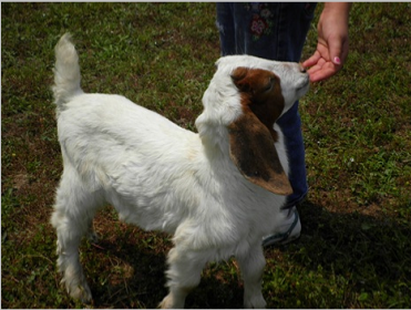 Baby goat sucking on Bob's fingers.  He thinks there might be milk in there.