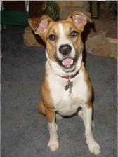 SallyDog posing for the camera.  She's a terrier mutt, mediium sized and short haired.  Face is brown with a white streak down her forehead and around her nose.  Chest, belly and lower half of her legs are white and the rest is brown.