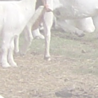 Pink piglet standing with his feet on top of mama pig, looking at the camera.  He looks like a real ham for attention.