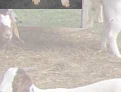 Three white puppies, old enough to be playful.  Close up of their faces huddled together, two of them with their tongues out and all wearing red kerchief collars.  They look like they're resting after a romp.